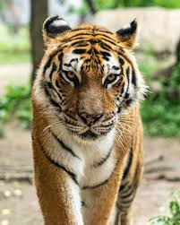 Animal 2