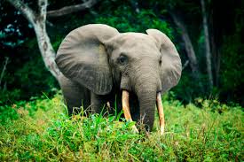 Animal 3