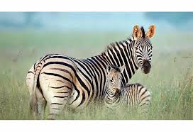 Animal 5