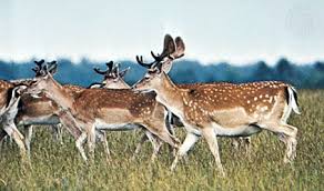 Animal 6