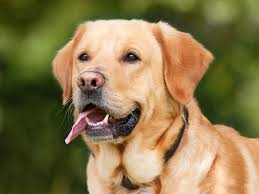 Animal 7