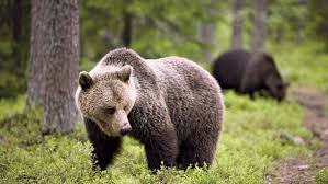 Animal 8